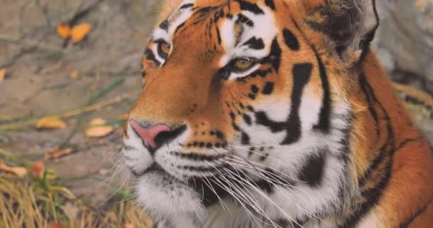 Tigre Siberiano Primer Plano Tigre Siberiano También Llamaba Tigre Amur — Vídeos de Stock