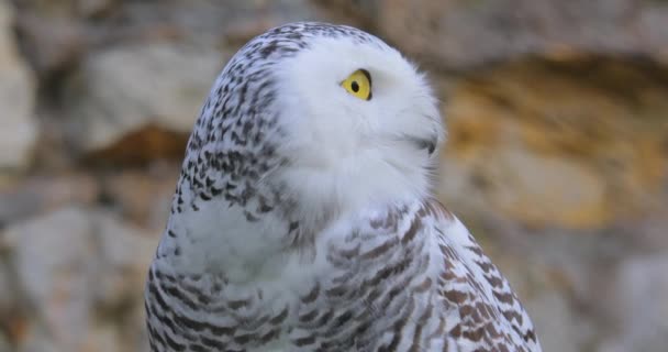 白猫头鹰 Bubo Scandiacus 是真正的猫头鹰家族中的大型白色猫头鹰 有时也被称为极性猫头鹰 白色猫头鹰和北极猫头鹰 — 图库视频影像