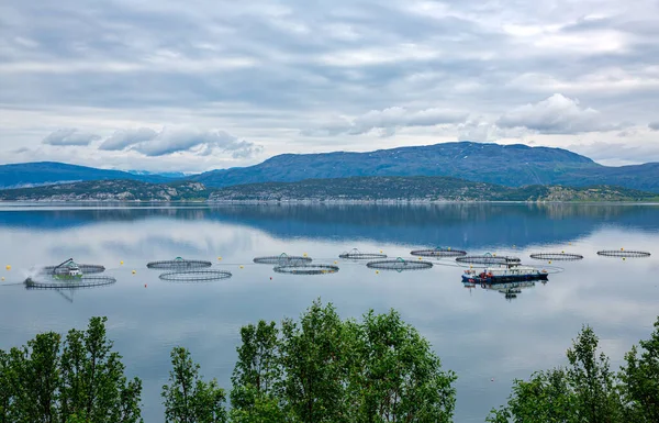 Pesca Del Salmone Norvegia Norvegia Maggior Produttore Mondiale Salmone Allevamento — Foto Stock