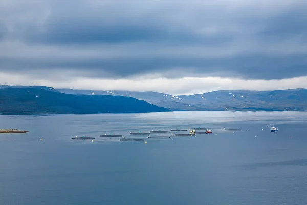 Pesca Salmón Granja Noruega Noruega Mayor Productor Salmón Piscifactoría Del —  Fotos de Stock