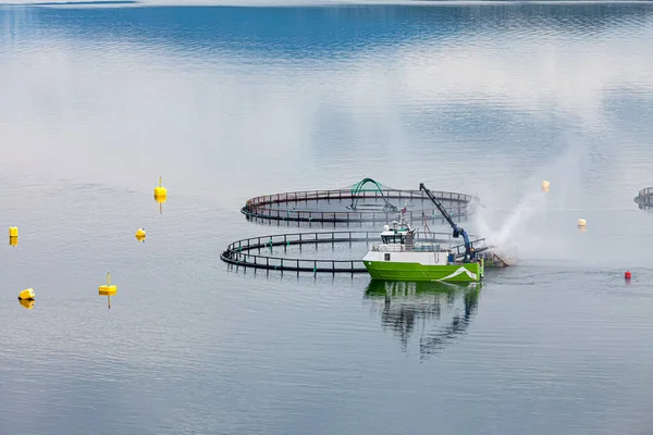 Pesca Salmón Granja Noruega Noruega Mayor Productor Salmón Piscifactoría Del —  Fotos de Stock
