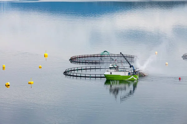 Pêche Saumon Élevage Norvège Norvège Est Grand Producteur Saumon Élevage — Photo