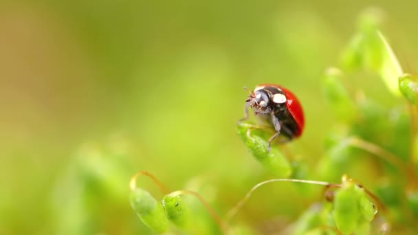 Nahaufnahme Eines Marienkäfers Grünen Gras Wald Makrokosmos Freier Wildbahn Coccinella — Stockvideo