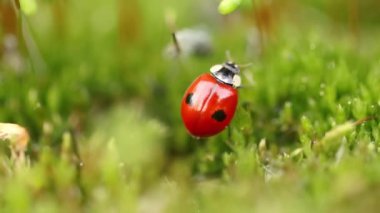 Ormandaki yeşil çimlerde bir uğur böceğinin yakın çekimi. Vahşi doğadaki makrokozmoz. Coccinella septempunctata, yedi noktalı uğur kuşu, Avrupa 'nın en yaygın uğur böceğidir..