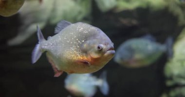 Pirana (Colossoma makropomum) bir akvaryumda