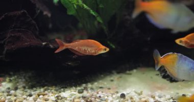 Boesemani (Melanotaenia boesemani), Melanotaeniidae familyasından bir balık türü..