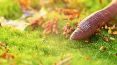 Solucan, Clitellata sınıfına ait, Oligochaeta, phylum Annelida cinsinden bir omurgasızdır. Bir tüp içinde vücut planı sergiliyorlar..