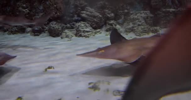 Suyun Altındaki Vatozlar Ğneli Vatozlar Köpekbalıklarıyla Akraba Kıkırdak Balıklardır — Stok video
