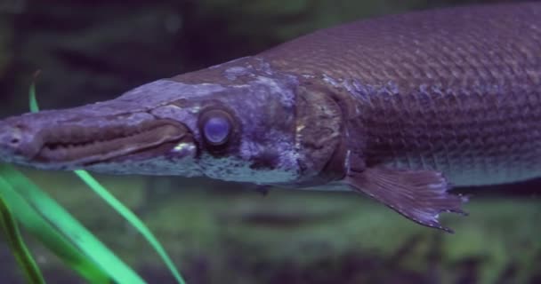 Ψάρια Longnose Gar Lspectrosteus Osseus Επίσης Γνωστή Longnose Garpike Και — Αρχείο Βίντεο