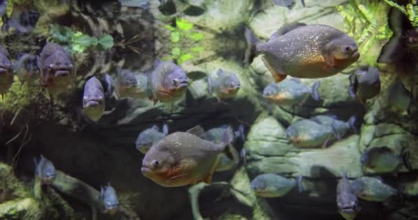Piranha Colossoma Macropomum Aquário — Vídeo de Stock