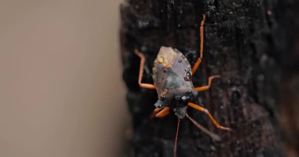 森林虫 Forest Bug或Red Legged Shieldbug 缩写为 Pentatoma Rufipes 是一种在欧洲大部分地区常见的盾虫 它生活在森林 — 图库视频影像