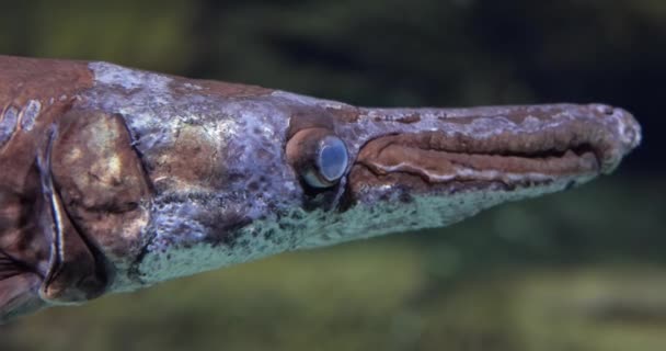 鱼龙鼻鱼 Fish Longnose Gar 又称鱼龙鼻鱼 Lepisodes Osteus Osseus 是鱼龙科的一种有鳍鱼 也称为鱼龙鼻鱼 — 图库视频影像