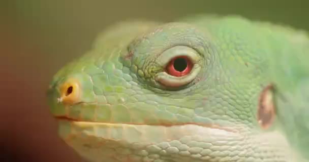 줄무늬 이구아나 Brachylophus Fasciatus 동부의 제도에 서식하는 도마뱀의 일종이다 — 비디오