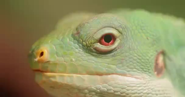 Lau Banded Leguana Brachylophus Fasciatus Arboreal Art Ödla Endemisk Till — Stockvideo