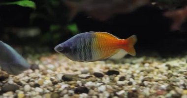 Boesemani (Melanotaenia boesemani), Melanotaeniidae familyasından bir balık türü..