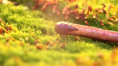 Solucan, Clitellata sınıfına ait, Oligochaeta, phylum Annelida cinsinden bir omurgasızdır. Bir tüp içinde vücut planı sergiliyorlar..