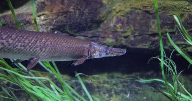 Fish longnose gar (Lepisosteus osseus), Lepisosteidae familyasından bir balık türü..