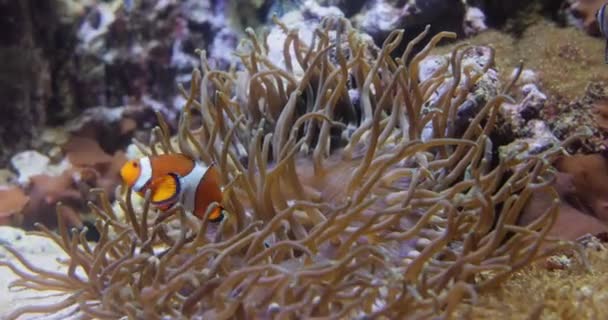 Peixe Água Salgada Tópico Anemonefish Palhaços Anêmonas São Peixes Subfamília — Vídeo de Stock