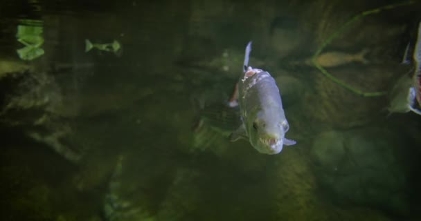 Hydrocynus Goliath Επίσης Γνωστή Goliath Tigerfish Γίγαντας Tigerfish Mbenga Είναι — Αρχείο Βίντεο