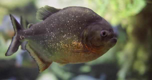 Piranha Colossoma Macropomum Een Aquarium — Stockvideo