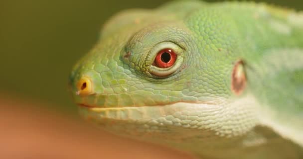 Lau Banded Iguana Brachylophus Fasciatus Een Hagedis Uit Familie Echte — Stockvideo