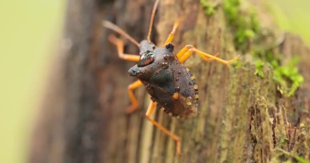 Forest Bug Red Leg Shieldbug Pentatoma Rufipes 일반적으로 대부분의 지역에서 — 비디오