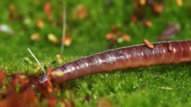 Solucan, Clitellata sınıfına ait, Oligochaeta, phylum Annelida cinsinden bir omurgasızdır. Bir tüp içinde vücut planı sergiliyorlar..