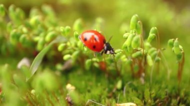 Ormandaki yeşil çimlerde bir uğur böceğinin yakın çekimi. Vahşi doğadaki makrokozmoz. Coccinella septempunctata, yedi noktalı uğur kuşu, Avrupa 'nın en yaygın uğur böceğidir..