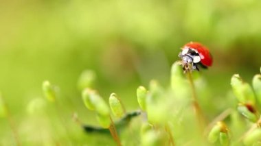 Ormandaki yeşil çimlerde bir uğur böceğinin yakın çekimi. Vahşi doğadaki makrokozmoz. Coccinella septempunctata, yedi noktalı uğur kuşu, Avrupa 'nın en yaygın uğur böceğidir..