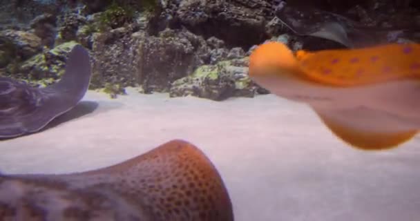 Stingrays Sub Apă Stingrays Sunt Grup Raze Marine Care Sunt — Videoclip de stoc