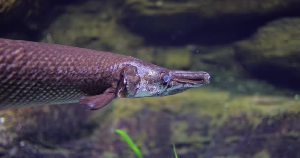 鱼龙鼻鱼 Fish Longnose Gar 又称鱼龙鼻鱼 Lepisodes Osteus Osseus 是鱼龙科的一种有鳍鱼 也称为鱼龙鼻鱼 — 图库视频影像