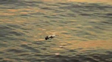 Şişedeki mesaj güneşe karşı batıyor.