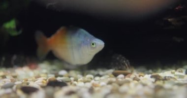 Boesemani (Melanotaenia boesemani), Melanotaeniidae familyasından bir balık türü..