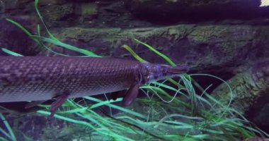 Fish longnose gar (Lepisosteus osseus), Lepisosteidae familyasından bir balık türü..