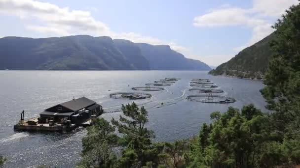 Boerderij Zalmvisserij Noorwegen Noorwegen Grootste Producent Van Gekweekte Zalm Ter — Stockvideo