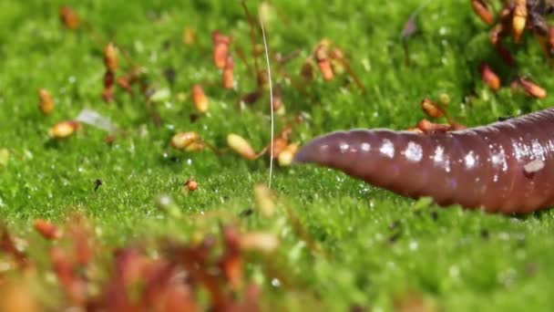 Een Regenworm Een Terrestrische Ongewervelden Die Behoren Tot Klasse Clitellata — Stockvideo