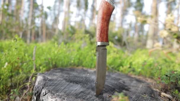 Μαχαίρι Κυνηγιού Στο Κούτσουρο Στο Δάσος — Αρχείο Βίντεο