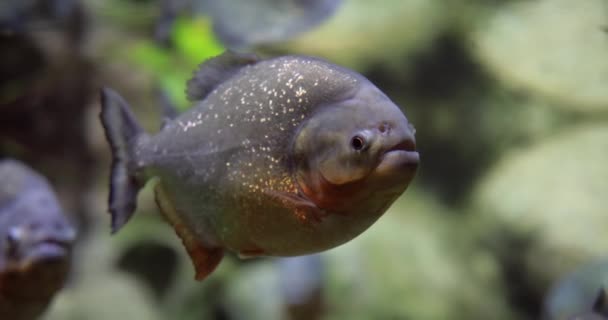 Piranha Colossoma Macropomum Een Aquarium — Stockvideo