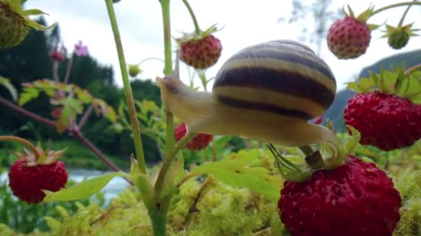 Gros Plan Sur Escargot Regardant Les Fraises Rouges — Video