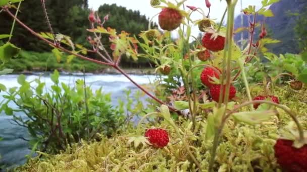 Baya Las Fresas Maduras Cierran Naturaleza Noruega — Vídeos de Stock