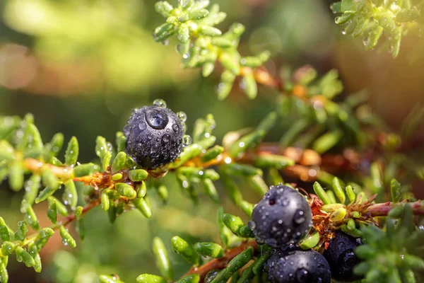 Blåbär Antioxidanter Bakgrund Norsk Natur — Stockfoto