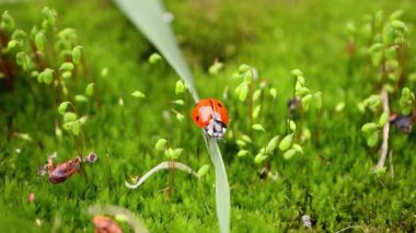 Ormandaki yeşil çimlerde bir uğur böceğinin yakın çekimi. Vahşi doğadaki makrokozmoz. Coccinella septempunctata, yedi noktalı uğur kuşu, Avrupa 'nın en yaygın uğur böceğidir..