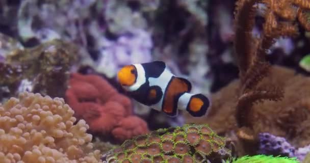 Peixe Água Salgada Tópico Anemonefish Palhaços Anêmonas São Peixes Subfamília — Vídeo de Stock