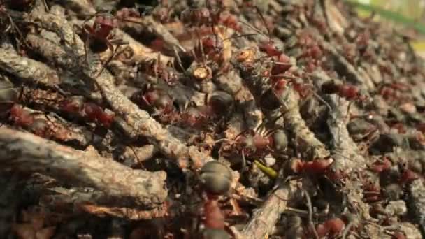 森林中的野生蚂蚁山超级宏观特写镜头 — 图库视频影像