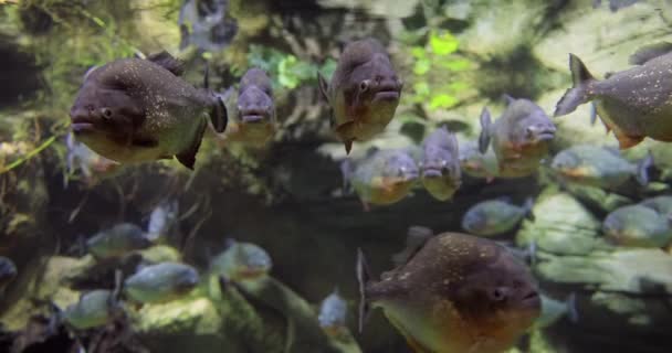Piranha Colossoma Macropomum Aquário — Vídeo de Stock
