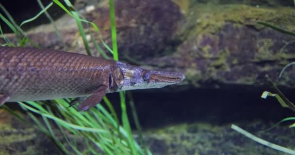 Fish Longnose Gar Lepisosteus Osseus Även Känd Som Longnose Garpike — Stockvideo