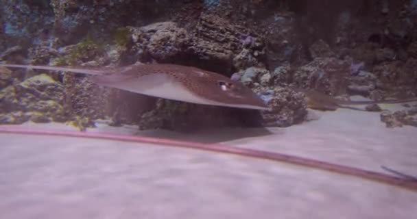 Stingrays Sub Apă Stingrays Sunt Grup Raze Marine Care Sunt — Videoclip de stoc