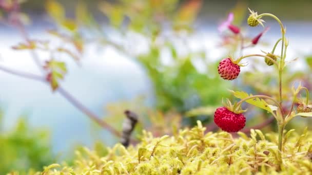 Baya Las Fresas Maduras Cierran Naturaleza Noruega — Vídeos de Stock