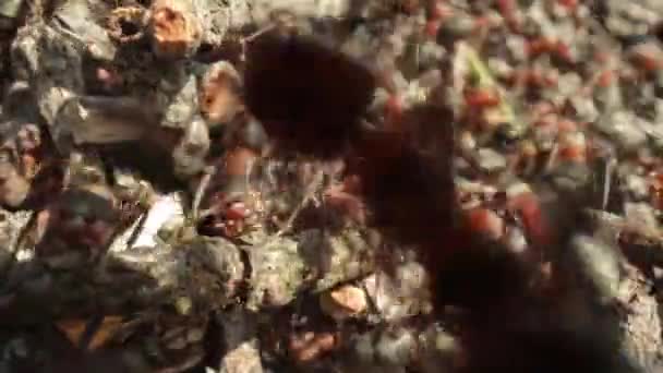 Άγρια Μυρμηγκοφωλιά Στο Δάσος Super Macro Κοντινό Πλάνο — Αρχείο Βίντεο