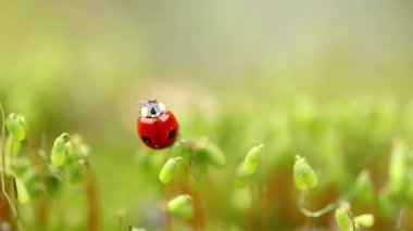Ormandaki yeşil çimlerde bir uğur böceğinin yakın çekimi. Vahşi doğadaki makrokozmoz. Coccinella septempunctata, yedi noktalı uğur kuşu, Avrupa 'nın en yaygın uğur böceğidir..